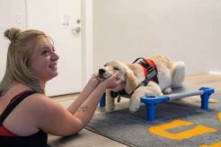 Psychiatric Service Dog Training Austin My Caring Dog – Tips, Stories, and Care Guides for Loving Pet Owners Psychiatric Service Dog Training Austin | My Caring Dog – Tips, Stories, and Care Guides for Loving Pet Owners