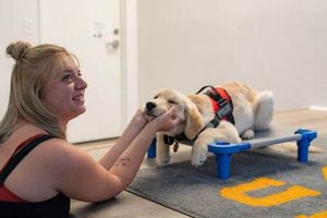 Psychiatric Service Dog Training Austin My Caring Dog – Tips, Stories, and Care Guides for Loving Pet Owners Psychiatric Service Dog Training Austin | My Caring Dog – Tips, Stories, and Care Guides for Loving Pet Owners