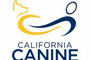 Best Car Dog Accessories for California Canines My Caring Dog – Tips, Stories, and Care Guides for Loving Pet Owners Best Car Dog Accessories for California Canines | My Caring Dog – Tips, Stories, and Care Guides for Loving Pet Owners