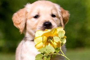 Best Car Accessories for Puppy Dogs My Caring Dog – Tips, Stories, and Care Guides for Loving Pet Owners Best Car Accessories for Puppy Dogs | My Caring Dog – Tips, Stories, and Care Guides for Loving Pet Owners