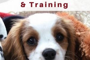 Natural Car Sickness Remedies for Dogs My Caring Dog – Tips, Stories, and Care Guides for Loving Pet Owners Natural Car Sickness Remedies for Dogs | My Caring Dog – Tips, Stories, and Care Guides for Loving Pet Owners