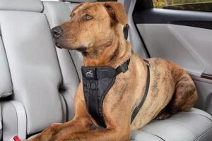 Best Extra Large Dog Car Harnesses for Safe Travel My Caring Dog – Tips, Stories, and Care Guides for Loving Pet Owners Best Extra Large Dog Car Harnesses for Safe Travel | My Caring Dog – Tips, Stories, and Care Guides for Loving Pet Owners
