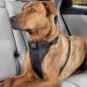 Best Extra Large Dog Car Harnesses for Safe Travel | My Caring Dog – Tips, Stories, and Care Guides for Loving Pet Owners