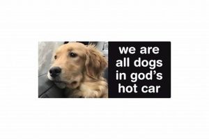 Feeling the Heat: Are We All Dogs in God's Hot Car? Examining Shared Vulnerability My Caring Dog – Tips, Stories, and Care Guides for Loving Pet Owners Feeling the Heat: Are We All Dogs in God's Hot Car? Examining Shared Vulnerability | My Caring Dog – Tips, Stories, and Care Guides for Loving Pet Owners