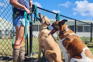 Best Dog Day Care in Sugar Land TX: Top Picks My Caring Dog – Tips, Stories, and Care Guides for Loving Pet Owners Best Dog Day Care in Sugar Land TX: Top Picks | My Caring Dog – Tips, Stories, and Care Guides for Loving Pet Owners