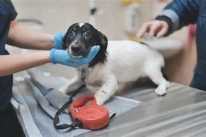 Dog Care Wellington My Caring Dog – Tips, Stories, and Care Guides for Loving Pet Owners Dog Care Wellington | My Caring Dog – Tips, Stories, and Care Guides for Loving Pet Owners