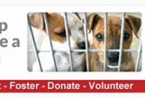 Find Your Perfect Dog: Pet Adoption Chicago Guide My Caring Dog – Tips, Stories, and Care Guides for Loving Pet Owners Find Your Perfect Dog: Pet Adoption Chicago Guide | My Caring Dog – Tips, Stories, and Care Guides for Loving Pet Owners