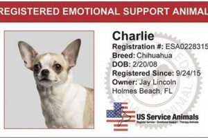 Essential Guide to U.S. Service Animals and Their Rights My Caring Dog – Tips, Stories, and Care Guides for Loving Pet Owners Essential Guide to U.S. Service Animals and Their Rights | My Caring Dog – Tips, Stories, and Care Guides for Loving Pet Owners
