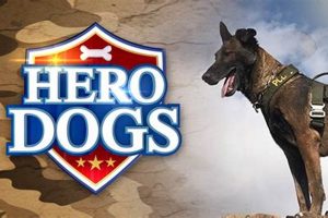 Amazing Hero Dogs: Car Safety & Comfort My Caring Dog – Tips, Stories, and Care Guides for Loving Pet Owners Amazing Hero Dogs: Car Safety & Comfort | My Caring Dog – Tips, Stories, and Care Guides for Loving Pet Owners