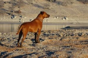Top Dog Day Care in Antioch CA: Best Options My Caring Dog – Tips, Stories, and Care Guides for Loving Pet Owners Top Dog Day Care in Antioch CA: Best Options | My Caring Dog – Tips, Stories, and Care Guides for Loving Pet Owners