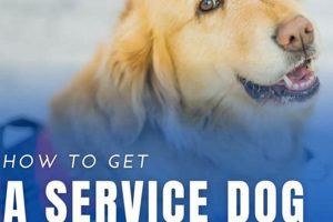 Get a Free Service Dog for Anxiety: Guide & Assistance My Caring Dog – Tips, Stories, and Care Guides for Loving Pet Owners Get a Free Service Dog for Anxiety: Guide & Assistance | My Caring Dog – Tips, Stories, and Care Guides for Loving Pet Owners