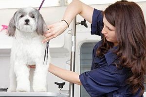 Pro Pet Care Grooming Tips for Dogs My Caring Dog – Tips, Stories, and Care Guides for Loving Pet Owners Pro Pet Care Grooming Tips for Dogs | My Caring Dog – Tips, Stories, and Care Guides for Loving Pet Owners