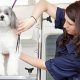 Pro Pet Care Grooming Tips for Dogs | My Caring Dog – Tips, Stories, and Care Guides for Loving Pet Owners