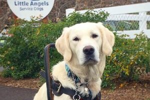Little Angel Service Dogs: Tiny Helpers, Big Hearts My Caring Dog – Tips, Stories, and Care Guides for Loving Pet Owners Little Angel Service Dogs: Tiny Helpers, Big Hearts | My Caring Dog – Tips, Stories, and Care Guides for Loving Pet Owners