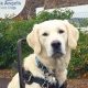 Little Angel Service Dogs: Tiny Helpers, Big Hearts | My Caring Dog – Tips, Stories, and Care Guides for Loving Pet Owners