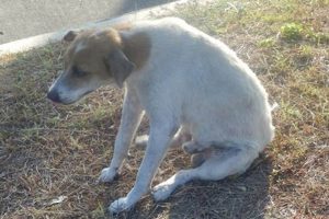 Ultimate Aspin Dog Care Guide: Tips & Tricks My Caring Dog – Tips, Stories, and Care Guides for Loving Pet Owners Ultimate Aspin Dog Care Guide: Tips & Tricks | My Caring Dog – Tips, Stories, and Care Guides for Loving Pet Owners