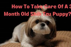 Ultimate Shih Tzu Care Guide: Tips & Tricks My Caring Dog – Tips, Stories, and Care Guides for Loving Pet Owners Ultimate Shih Tzu Care Guide: Tips & Tricks | My Caring Dog – Tips, Stories, and Care Guides for Loving Pet Owners