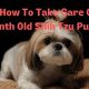 Ultimate Shih Tzu Care Guide: Tips & Tricks | My Caring Dog – Tips, Stories, and Care Guides for Loving Pet Owners