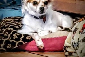 Best Dog Sitting Day Care | Top Local Options | My Caring Dog – Tips, Stories, and Care Guides for Loving Pet Owners