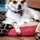 Best Dog Sitting Day Care | Top Local Options | My Caring Dog – Tips, Stories, and Care Guides for Loving Pet Owners