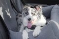 Car Seat Bed For Large Dogs My Caring Dog – Tips, Stories, and Care Guides for Loving Pet Owners Car Seat Bed For Large Dogs | My Caring Dog – Tips, Stories, and Care Guides for Loving Pet Owners