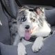 Car Seat Bed For Large Dogs | My Caring Dog – Tips, Stories, and Care Guides for Loving Pet Owners