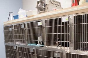 Adopt a Pet Dog at Morton Grove Animal Shelter My Caring Dog – Tips, Stories, and Care Guides for Loving Pet Owners Adopt a Pet Dog at Morton Grove Animal Shelter | My Caring Dog – Tips, Stories, and Care Guides for Loving Pet Owners