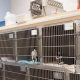 Adopt a Pet Dog at Morton Grove Animal Shelter | My Caring Dog – Tips, Stories, and Care Guides for Loving Pet Owners