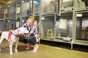 Animal Shelter Care | My Caring Dog – Tips, Stories, and Care Guides for Loving Pet Owners