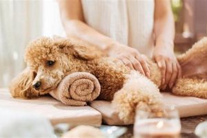 Best Dog Day Care in Hendersonville TN | Top Rated | My Caring Dog – Tips, Stories, and Care Guides for Loving Pet Owners