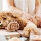 Best Dog Day Care in Hendersonville TN | Top Rated | My Caring Dog – Tips, Stories, and Care Guides for Loving Pet Owners