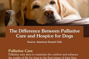 Compassionate Dog Palliative Care Options My Caring Dog – Tips, Stories, and Care Guides for Loving Pet Owners Compassionate Dog Palliative Care Options | My Caring Dog – Tips, Stories, and Care Guides for Loving Pet Owners