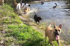 Top Dog Day Care in Bradenton, FL My Caring Dog – Tips, Stories, and Care Guides for Loving Pet Owners Top Dog Day Care in Bradenton, FL | My Caring Dog – Tips, Stories, and Care Guides for Loving Pet Owners