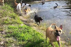 Top Dog Day Care in Bradenton, FL My Caring Dog – Tips, Stories, and Care Guides for Loving Pet Owners Top Dog Day Care in Bradenton, FL | My Caring Dog – Tips, Stories, and Care Guides for Loving Pet Owners