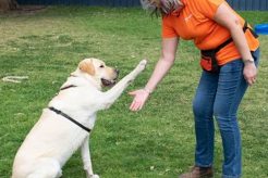 Best Care Dog Training Tips & Tricks My Caring Dog – Tips, Stories, and Care Guides for Loving Pet Owners Best Care Dog Training Tips & Tricks | My Caring Dog – Tips, Stories, and Care Guides for Loving Pet Owners