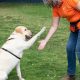 Best Care Dog Training Tips & Tricks | My Caring Dog – Tips, Stories, and Care Guides for Loving Pet Owners