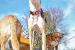 Best Dog Day Care for Nervous Dogs in Springdale AR My Caring Dog – Tips, Stories, and Care Guides for Loving Pet Owners Best Dog Day Care for Nervous Dogs in Springdale AR | My Caring Dog – Tips, Stories, and Care Guides for Loving Pet Owners