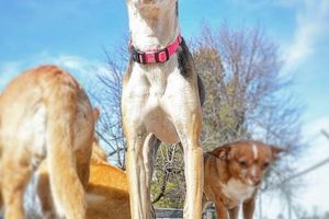 Best Dog Day Care for Nervous Dogs in Springdale AR My Caring Dog – Tips, Stories, and Care Guides for Loving Pet Owners Best Dog Day Care for Nervous Dogs in Springdale AR | My Caring Dog – Tips, Stories, and Care Guides for Loving Pet Owners