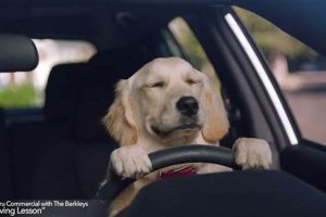 Dogs In A Car Commercial My Caring Dog – Tips, Stories, and Care Guides for Loving Pet Owners Dogs In A Car Commercial | My Caring Dog – Tips, Stories, and Care Guides for Loving Pet Owners