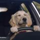 Dogs In A Car Commercial | My Caring Dog – Tips, Stories, and Care Guides for Loving Pet Owners