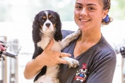 Best Dog Day Care in Punta Gorda FL: Top Choices My Caring Dog – Tips, Stories, and Care Guides for Loving Pet Owners Best Dog Day Care in Punta Gorda FL: Top Choices | My Caring Dog – Tips, Stories, and Care Guides for Loving Pet Owners