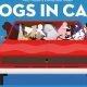 Book Dogs In Cars | My Caring Dog – Tips, Stories, and Care Guides for Loving Pet Owners