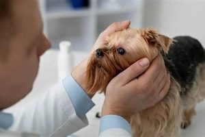 Best Eye Care for Dogs Near Me: Find a Vet My Caring Dog – Tips, Stories, and Care Guides for Loving Pet Owners Best Eye Care for Dogs Near Me: Find a Vet | My Caring Dog – Tips, Stories, and Care Guides for Loving Pet Owners