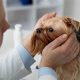 Best Eye Care for Dogs Near Me: Find a Vet | My Caring Dog – Tips, Stories, and Care Guides for Loving Pet Owners
