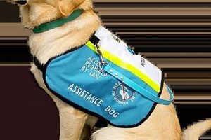Best Service Dogs for Crohn's: A Guide My Caring Dog – Tips, Stories, and Care Guides for Loving Pet Owners Best Service Dogs for Crohn's: A Guide | My Caring Dog – Tips, Stories, and Care Guides for Loving Pet Owners