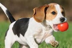 Top Dog Day Care in Lancaster PA: Best Options My Caring Dog – Tips, Stories, and Care Guides for Loving Pet Owners Top Dog Day Care in Lancaster PA: Best Options | My Caring Dog – Tips, Stories, and Care Guides for Loving Pet Owners