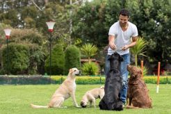 Top Dog Training Near Me: Find Expert Trainers My Caring Dog – Tips, Stories, and Care Guides for Loving Pet Owners Top Dog Training Near Me: Find Expert Trainers | My Caring Dog – Tips, Stories, and Care Guides for Loving Pet Owners