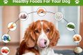 Car Dog Health: Guide & Tips My Caring Dog – Tips, Stories, and Care Guides for Loving Pet Owners Car Dog Health: Guide & Tips | My Caring Dog – Tips, Stories, and Care Guides for Loving Pet Owners