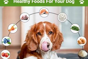 Car Dog Health: Guide & Tips My Caring Dog – Tips, Stories, and Care Guides for Loving Pet Owners Car Dog Health: Guide & Tips | My Caring Dog – Tips, Stories, and Care Guides for Loving Pet Owners