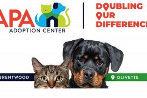 Adopt A Pet St Louis My Caring Dog – Tips, Stories, and Care Guides for Loving Pet Owners Adopt A Pet St Louis | My Caring Dog – Tips, Stories, and Care Guides for Loving Pet Owners